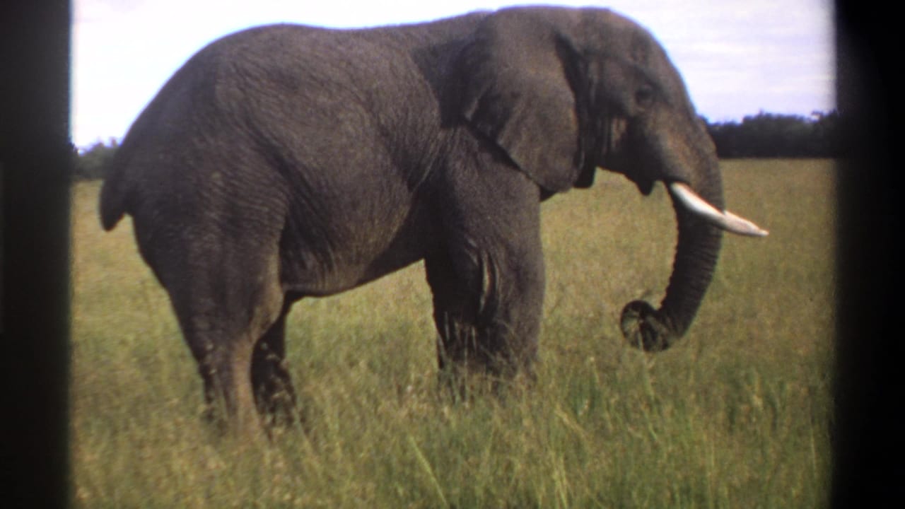 1969 Lagos, Nigeria home-movie frame with a tusked elephant walking rightward through green grass.