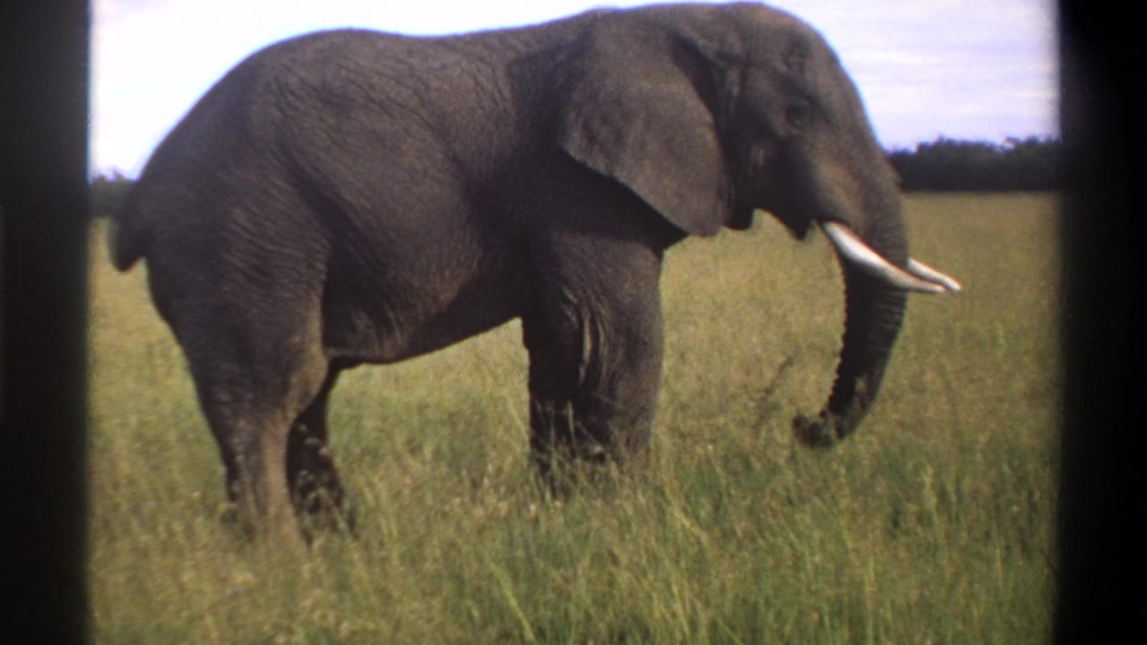1969 Lagos, Nigeria 8mm still of an elephant in profile, partly softened by film grain and tall grass.