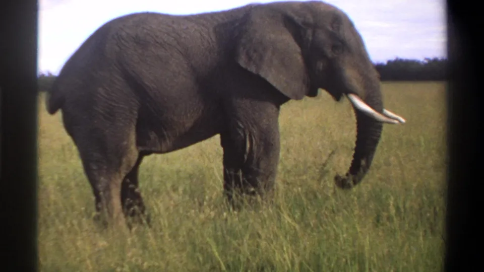 1969 Lagos, Nigeria 8mm still of an elephant in profile, partly softened by film grain and tall grass.