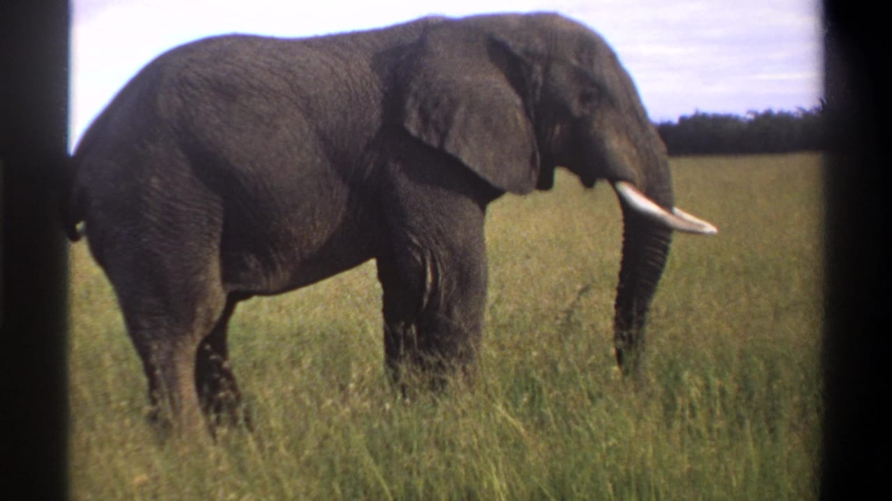 1969 Lagos, Nigeria frame showing the elephant near the right side of the shot with tusks and trunk visible.