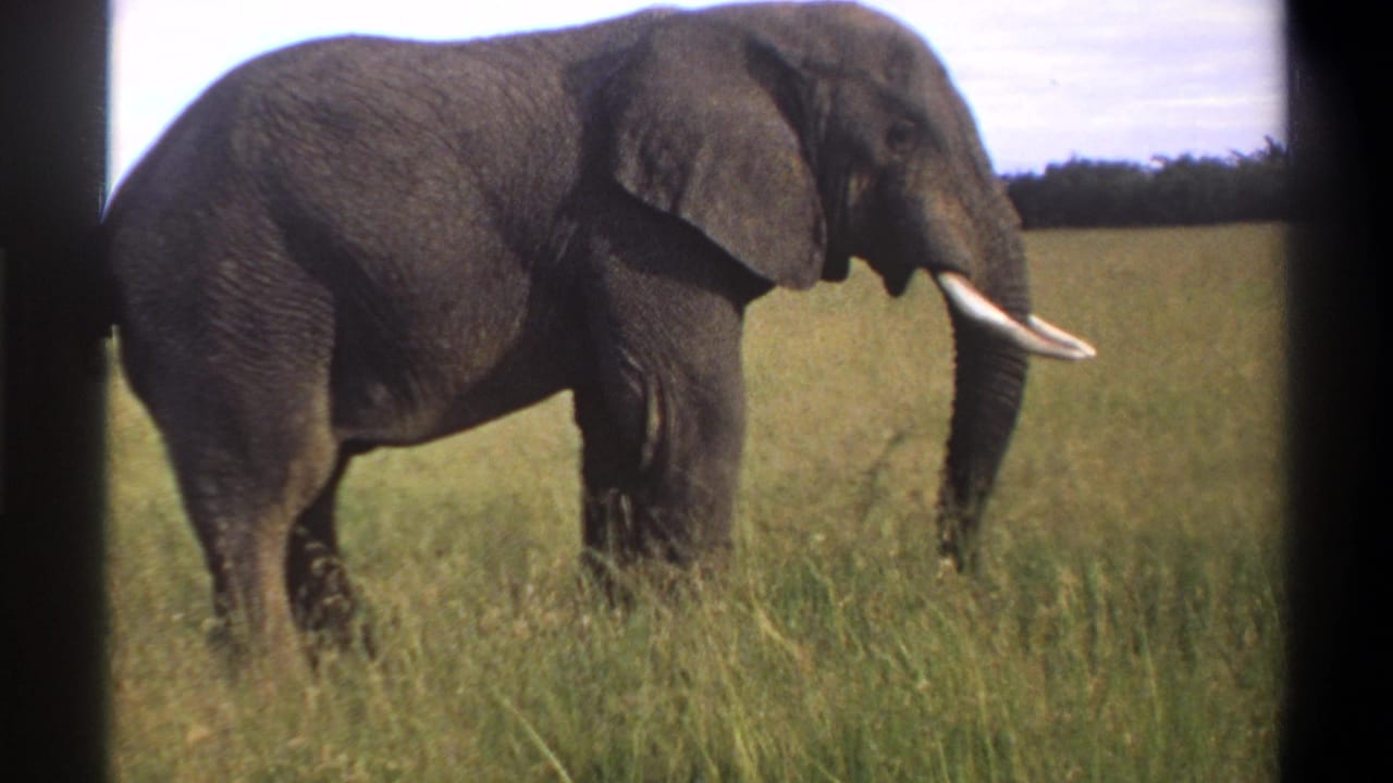 1969 8mm footage from Lagos, Nigeria, showing a large elephant in profile in tall grass beneath a bright sky.