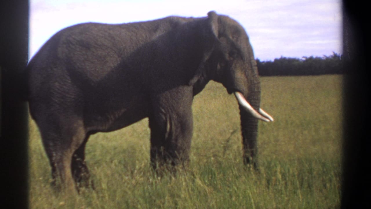 Elephant in profile in grassy plains, partly framed by a dark vertical border.