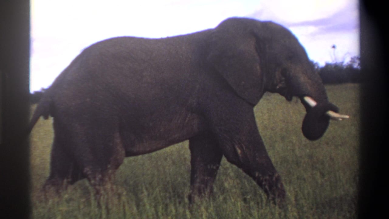 In the final frame, the elephant moves through grass with its trunk lifted, seen in 1969 8mm Lagos, Nigeria footage.
