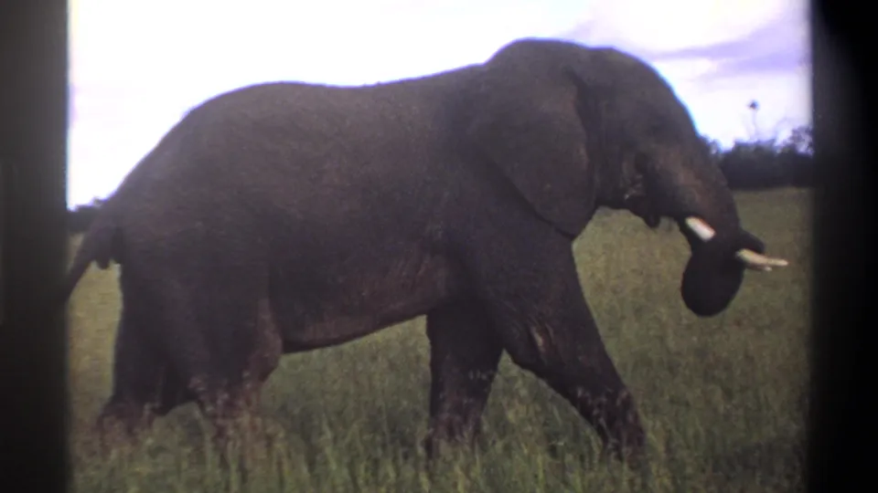 In the final frame, the elephant moves through grass with its trunk lifted, seen in 1969 8mm Lagos, Nigeria footage.