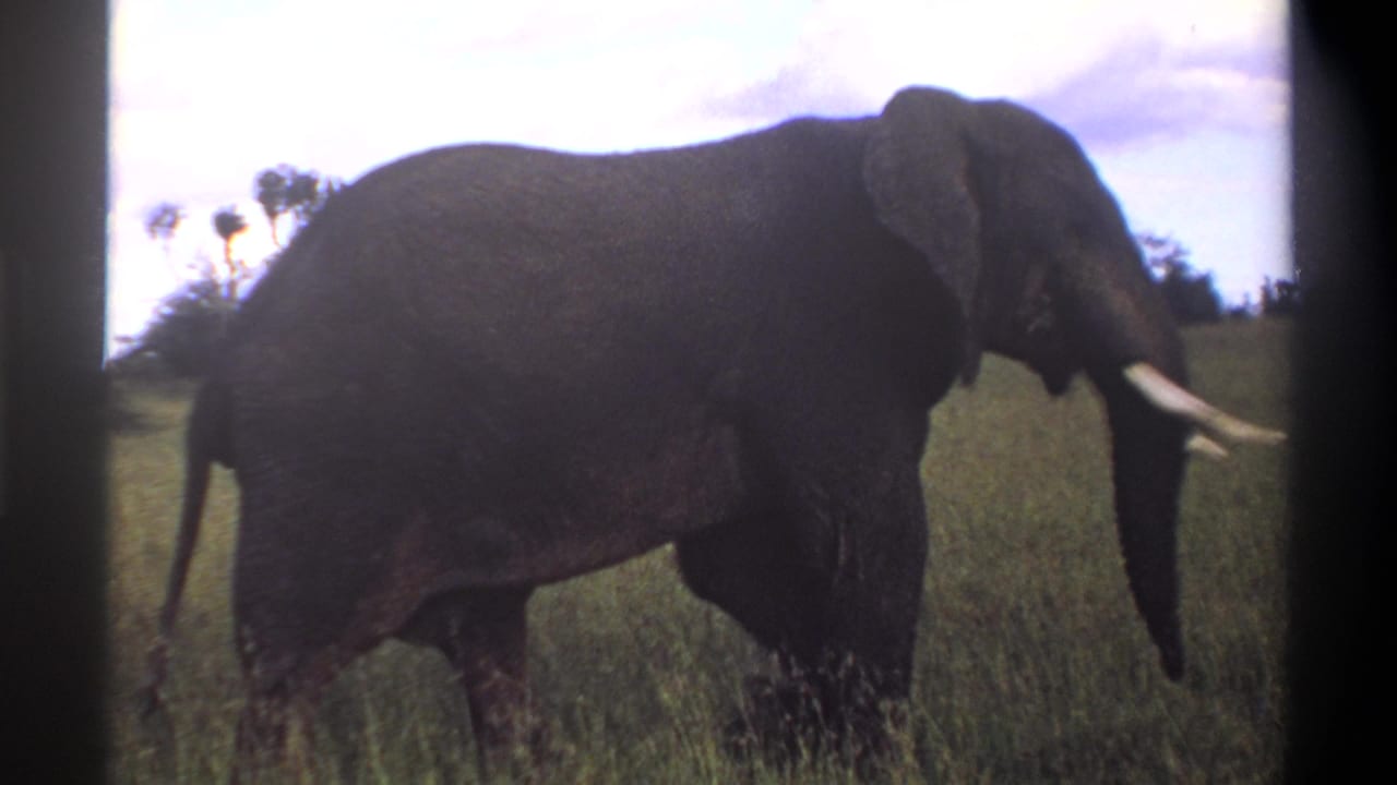 1969 8mm footage from the stated Lagos, Nigeria setting shows a tusked elephant in profile moving through grassy savannah.