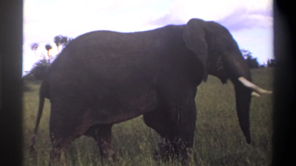 1969 8mm footage from the stated Lagos, Nigeria setting shows a tusked elephant in profile moving through grassy savannah.
