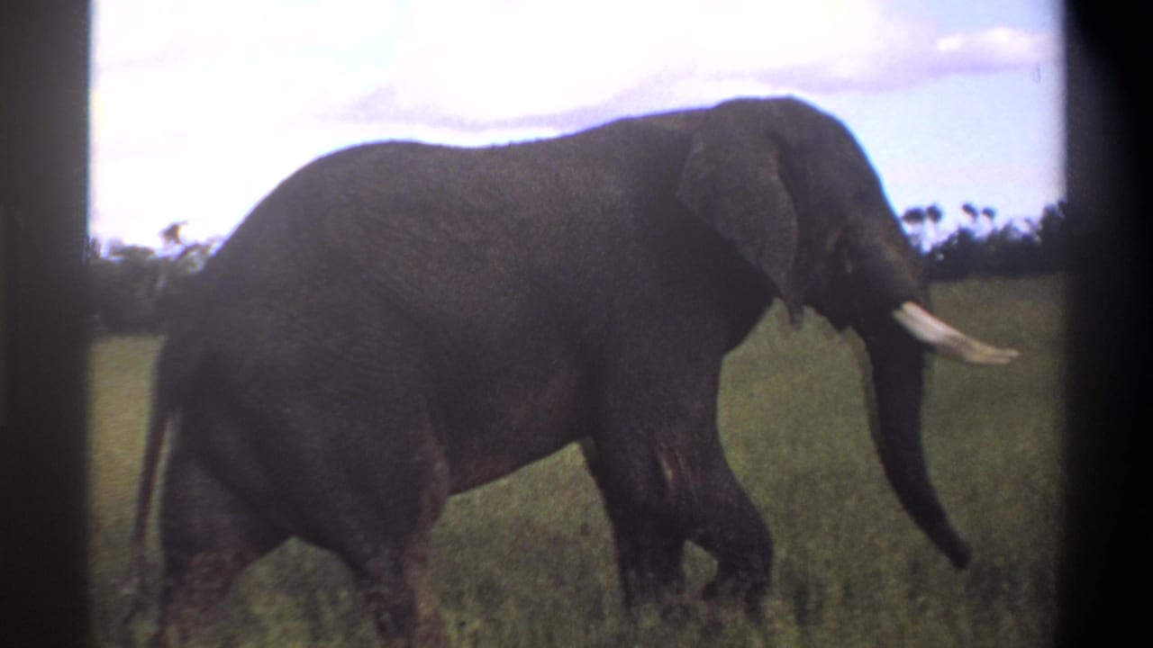 Elephant in side view with white tusks walking across a grassy plain.