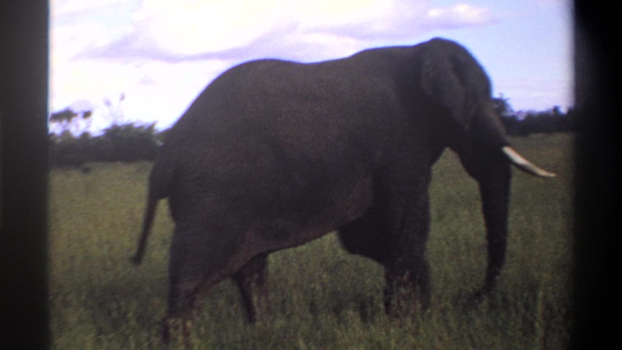 A large tusked elephant moves through tall grass in this Lagos, Nigeria 1969 8mm frame, filmed from a low visitor perspective.