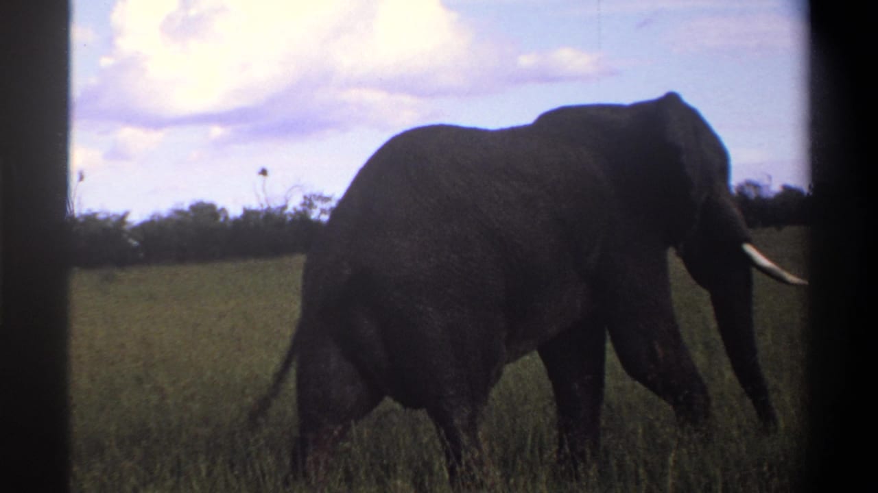The final frame shows the elephant moving away in the stated 1969 Lagos, Nigeria footage, partly dark against grass, trees, and clouded sky.