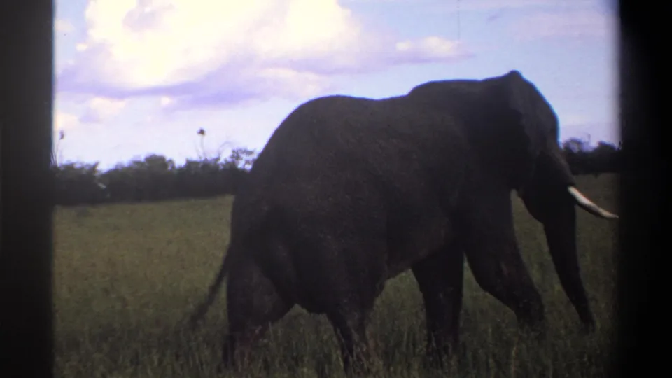 The final frame shows the elephant moving away in the stated 1969 Lagos, Nigeria footage, partly dark against grass, trees, and clouded sky.