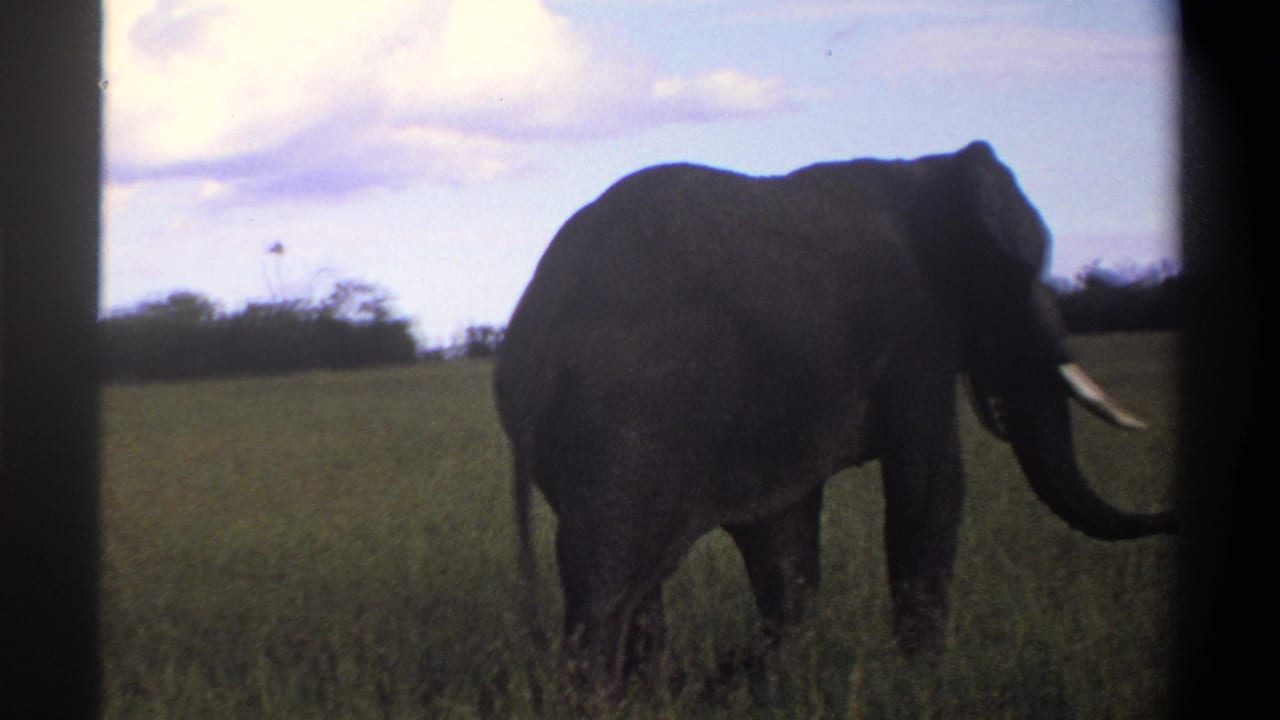 1969 Lagos-area 8mm frame showing a tusked elephant walking through grassland with trees on the horizon.