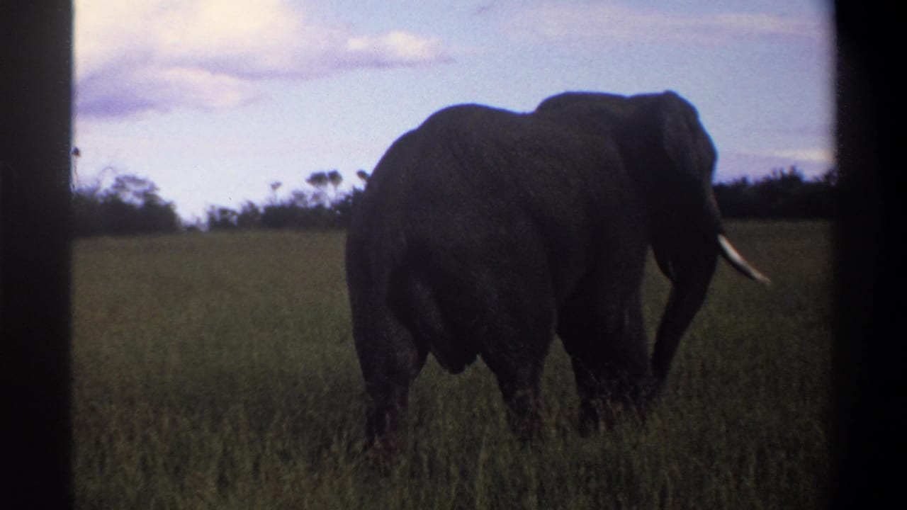 1969 Lagos-area 8mm frame with a tusked elephant walking away through tall grass, partly framed by dark vertical edges.