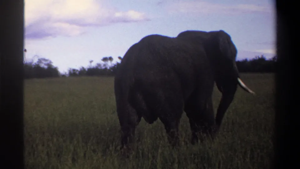 1969 Lagos-area 8mm frame with a tusked elephant walking away through tall grass, partly framed by dark vertical edges.
