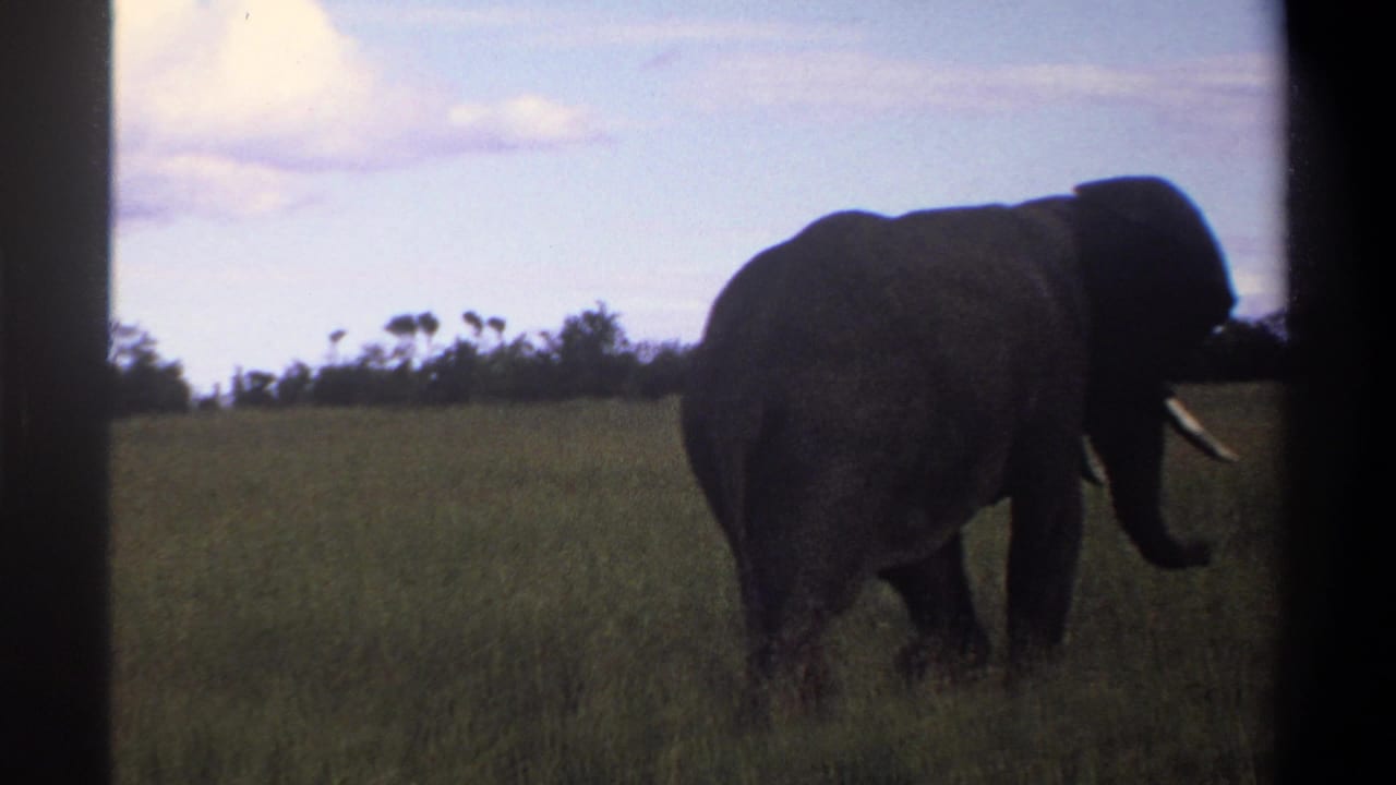 1969 Lagos-area 8mm frame showing the elephant mid-stride, trunk lowered, with grass and distant shrubs behind it.