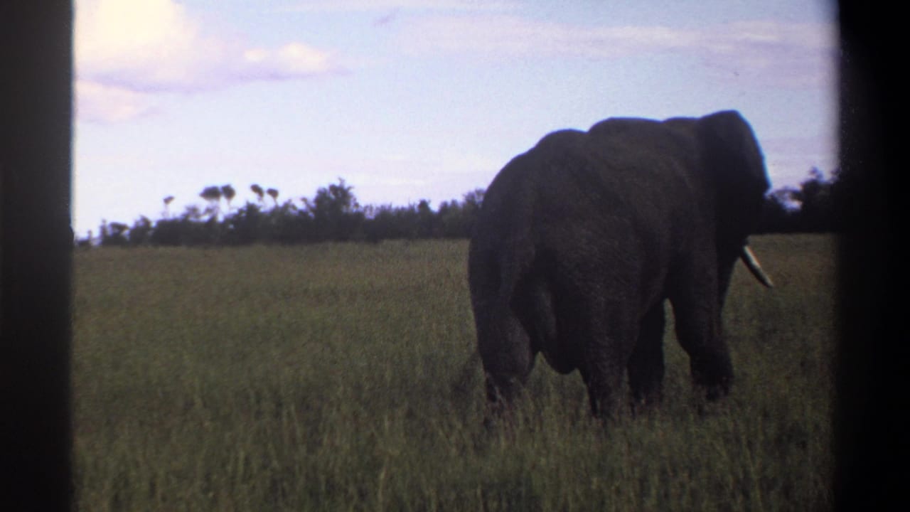 1969 Lagos-area 8mm frame showing the elephant receding through open grassland with a cloudy sky and low trees beyond.