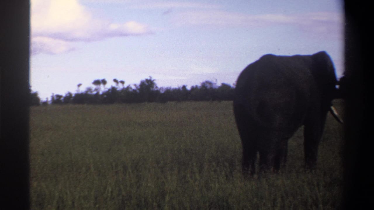 1969 Lagos, Nigeria 8mm frame showing a tusked elephant in tall grass with a low treeline and pale cloudy sky.