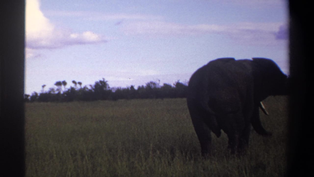 1969 Lagos, Nigeria 8mm frame of a tusked elephant moving through grassland beneath a cloudy pale blue sky.