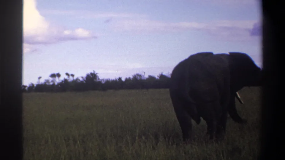 1969 Lagos, Nigeria 8mm frame of a tusked elephant moving through grassland beneath a cloudy pale blue sky.