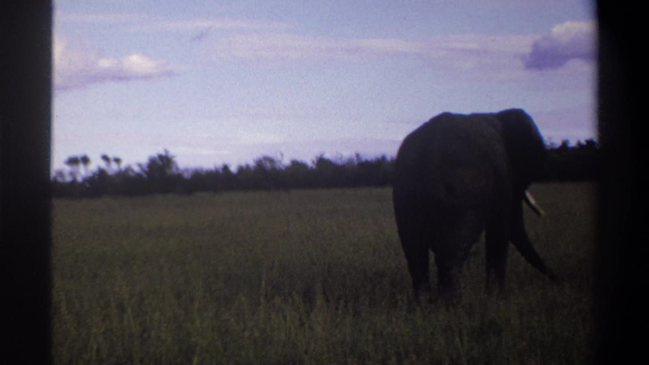 1969 Lagos, Nigeria home-movie frame showing a large elephant in grass, with dark film borders and faded color.