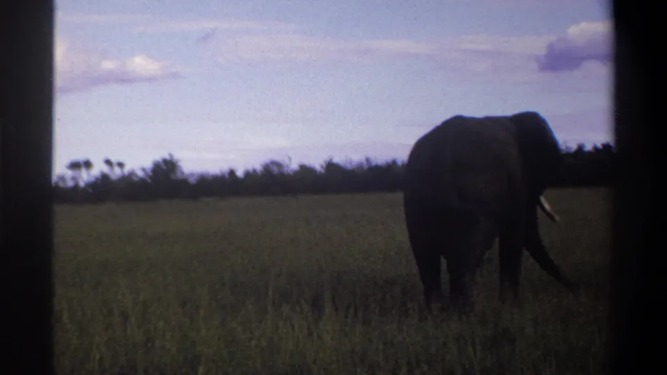 1969 Lagos, Nigeria home-movie frame showing a large elephant in grass, with dark film borders and faded color.