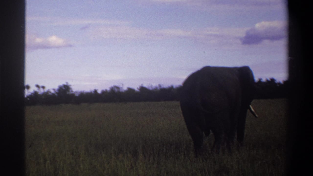 1969 Lagos, Nigeria 8mm frame of an elephant partly turned in grassy savanna, with treeline and clouds behind.