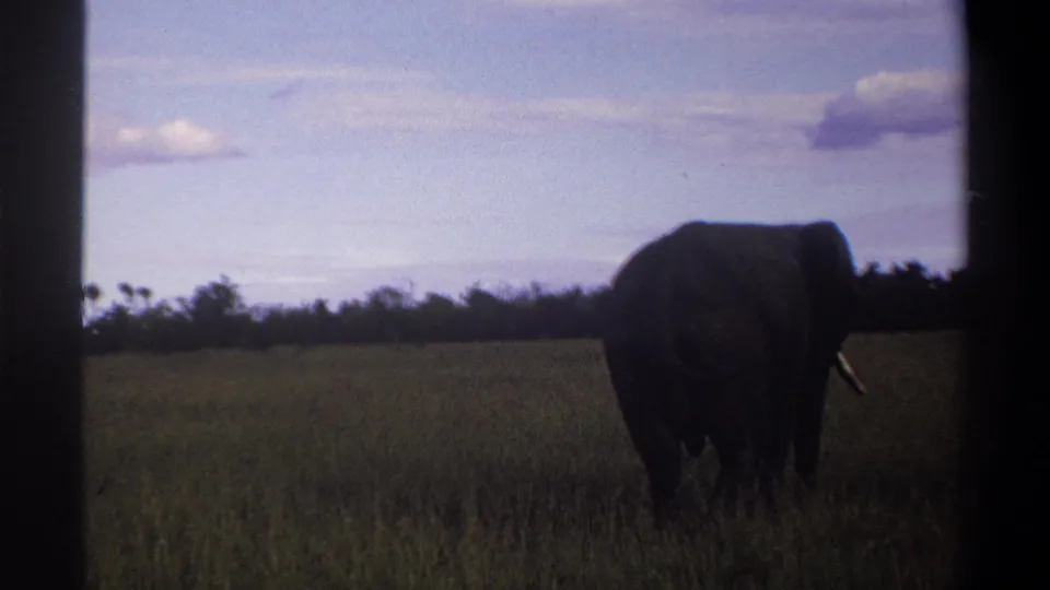 1969 Lagos, Nigeria 8mm frame of an elephant partly turned in grassy savanna, with treeline and clouds behind.