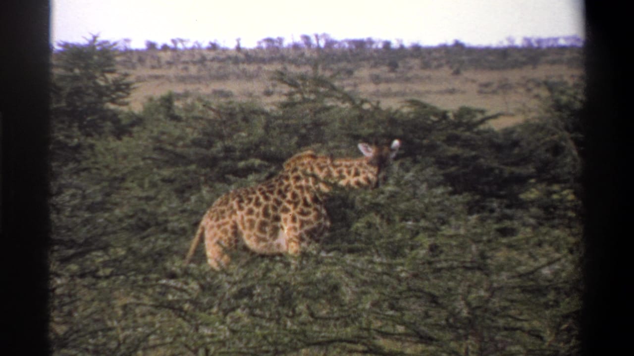 1969 Lagos, Nigeria 8mm frame showing a giraffe partly obscured by green trees in a savannah landscape.