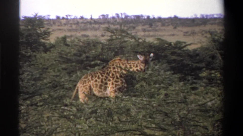 1969 Lagos, Nigeria 8mm frame showing a giraffe partly obscured by green trees in a savannah landscape.