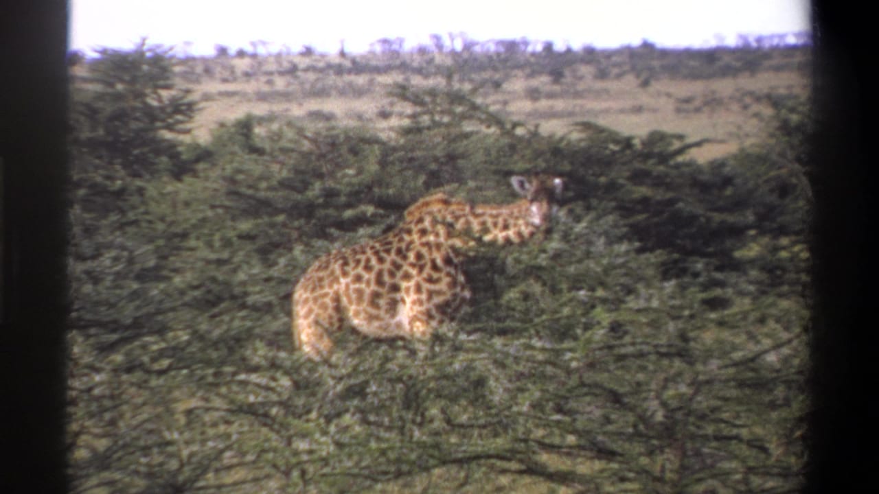 1969 Lagos, Nigeria 8mm frame with a giraffe seen through dense foliage, its neck and spotted coat visible.