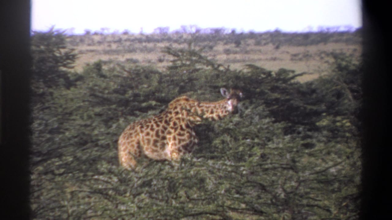 1969 Lagos, Nigeria 8mm frame showing the giraffe lower in the trees, with its head and body partly screened by foliage.