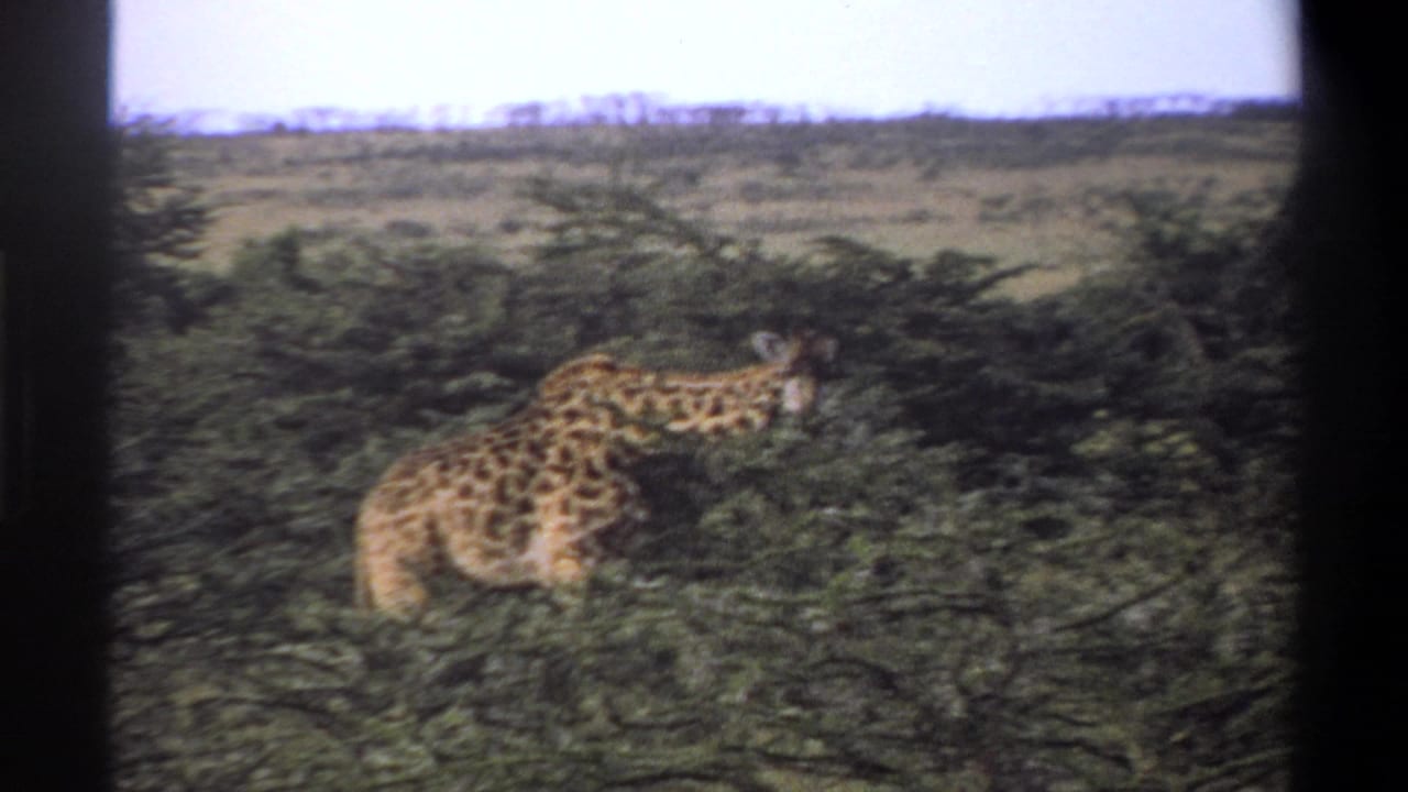 1969 Lagos, Nigeria 8mm frame with the giraffe partly obscured by dark foliage and soft handheld motion.