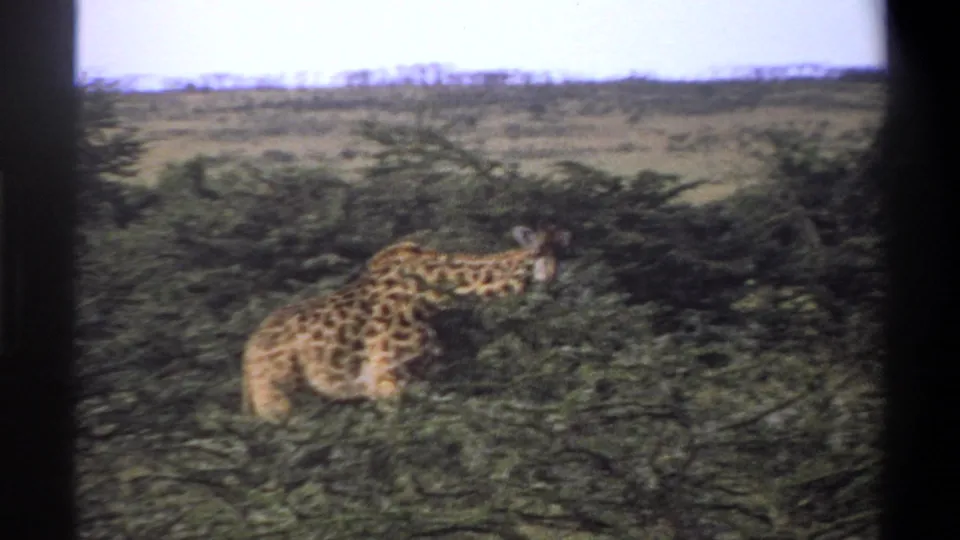 1969 Lagos, Nigeria 8mm frame with the giraffe partly obscured by dark foliage and soft handheld motion.