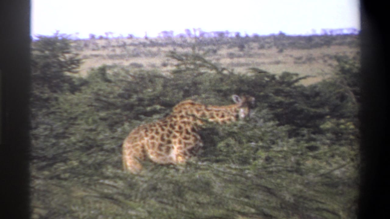 1969 Nigeria 8mm frame showing a giraffe feeding in low green scrub with dry open grassland and pale sky in the background.