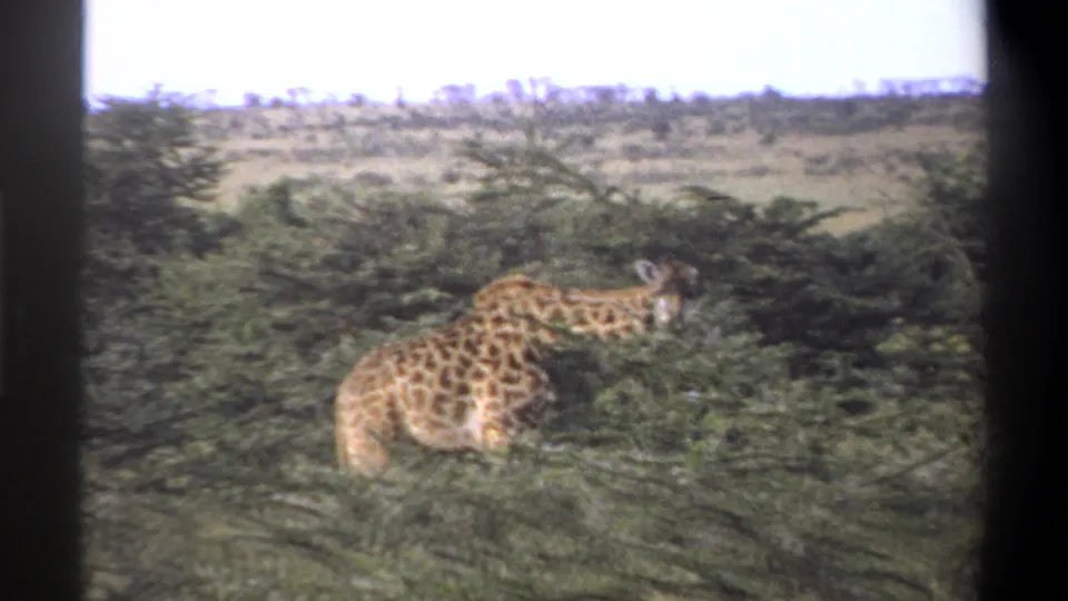 1969 Nigeria 8mm frame showing a giraffe feeding in low green scrub with dry open grassland and pale sky in the background.