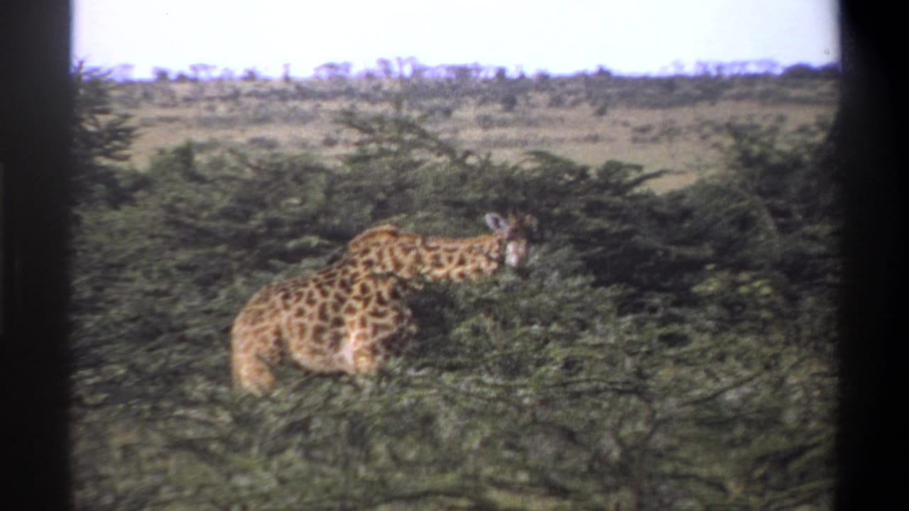 1969 Nigeria 8mm frame with a giraffe partly obscured by shrubs, set against open grassland and a pale sky.