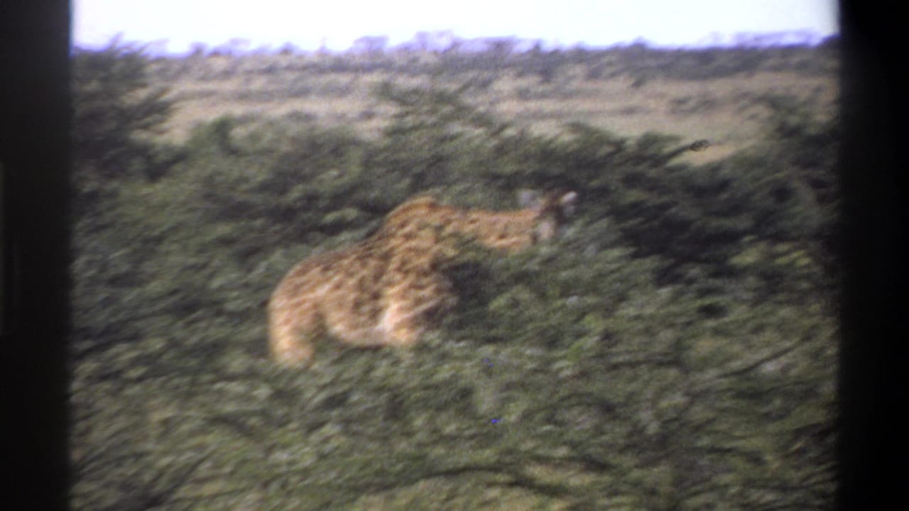 1969 Nigeria 8mm frame showing a giraffe moving through dense scrub, with foliage covering much of its body.