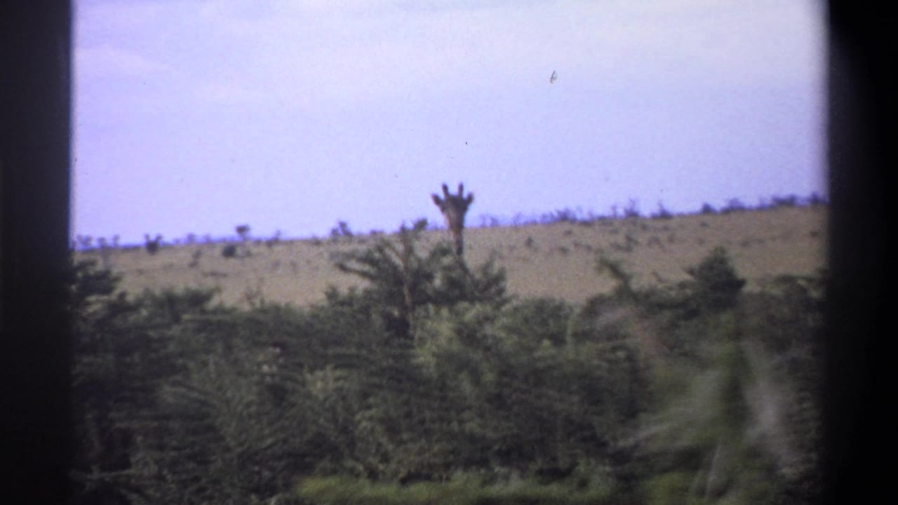 1969 Lagos, Nigeria 8mm frame with a distant giraffe visible above dense green brush against a dry hillside and pale sky.