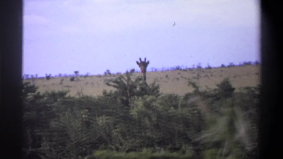 1969 Lagos, Nigeria 8mm frame with a distant giraffe visible above dense green brush against a dry hillside and pale sky.