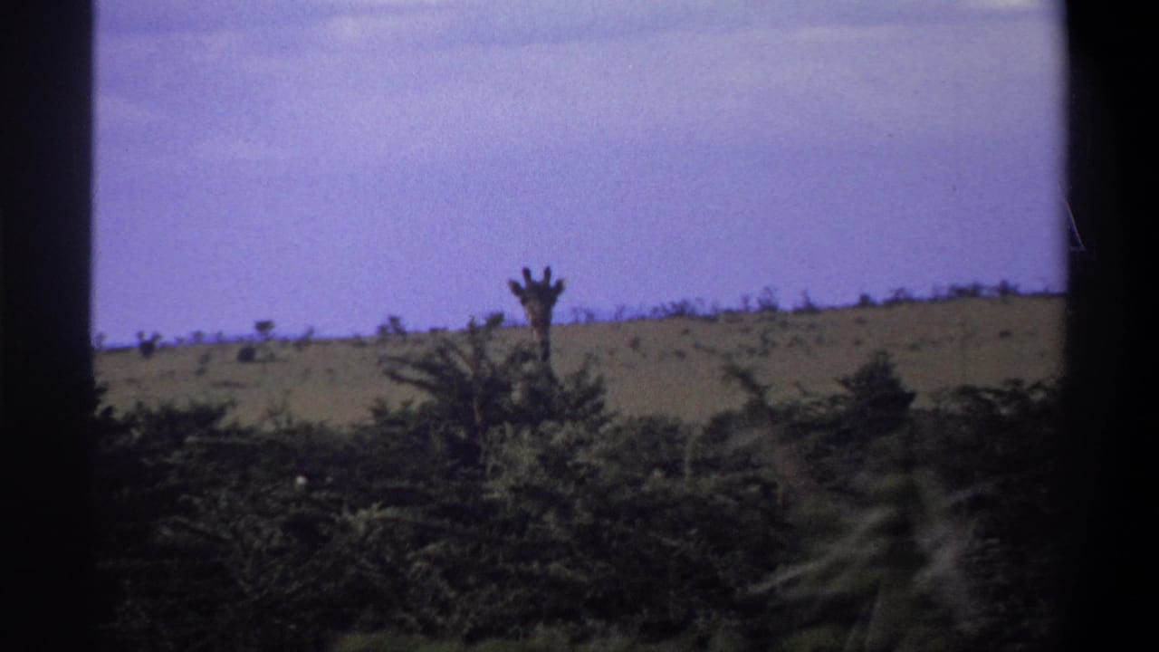 1969 Lagos, Nigeria 8mm frame showing a giraffe partly obscured by brush, with rolling dry ground and pale sky in the background.