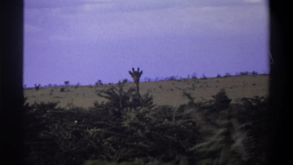 1969 Lagos, Nigeria 8mm frame showing a giraffe partly obscured by brush, with rolling dry ground and pale sky in the background.