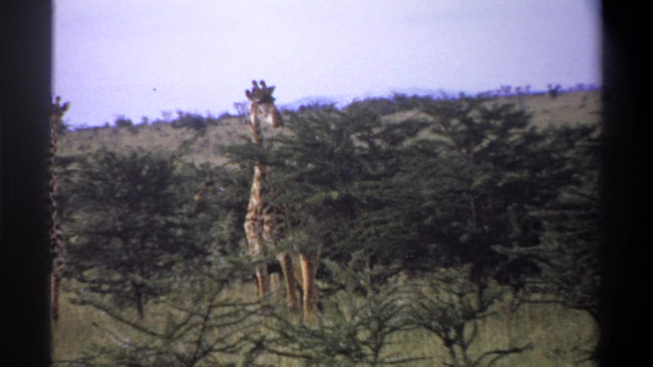 1969 Lagos, Nigeria 8mm frame showing three giraffes partly screened by bush and low trees in open grassland.