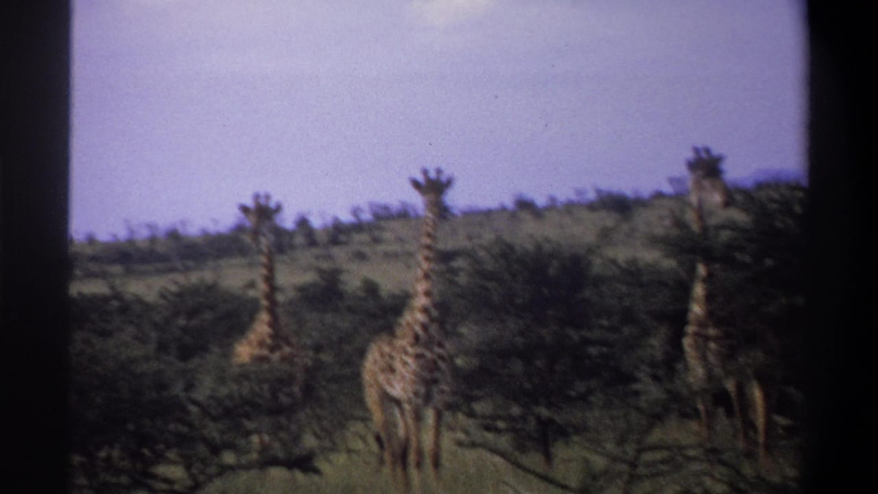 Three giraffes visible above dense shrubs, with one closer to the camera.