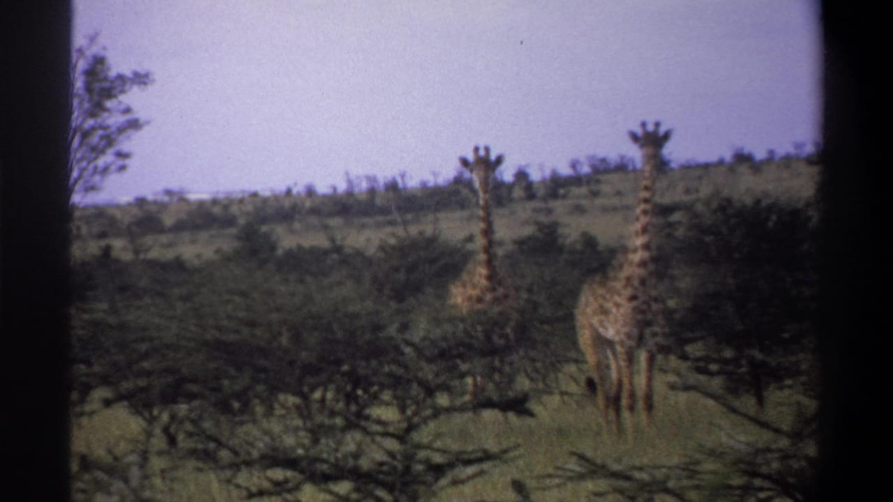 1969 Lagos, Nigeria 8mm frame showing giraffes in bushland, with soft focus and dark contact-sheet borders.