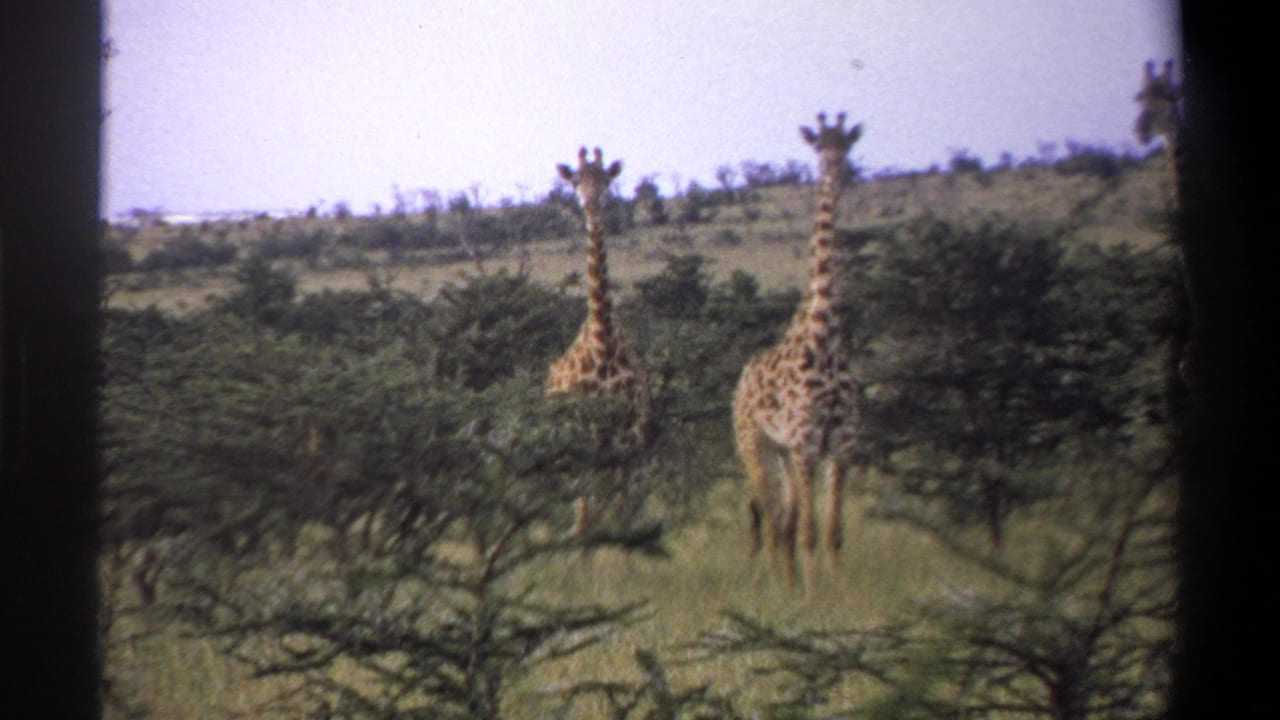 1969 Lagos, Nigeria 8mm frame showing two visible giraffes framed by shrubs, trees, and a low distant horizon.