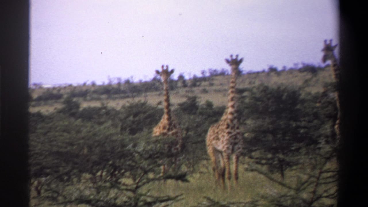 1969 Nigeria 8mm frame showing two giraffes standing near low trees on a grassy plain beneath a pale blue sky.