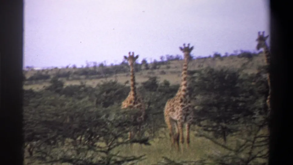 1969 Nigeria 8mm frame showing two giraffes standing near low trees on a grassy plain beneath a pale blue sky.