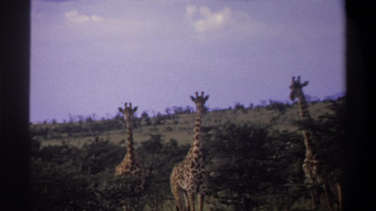 Three giraffes appear near brush and trees on open terrain beneath blue sky.
