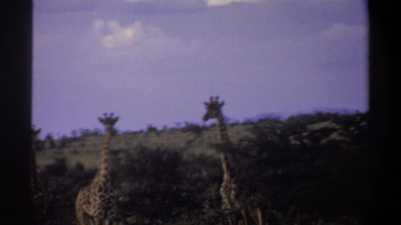 1969 Nigeria 8mm frame showing two distant giraffes rising above darker foreground trees and brush.