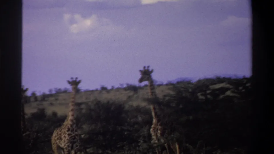 1969 Nigeria 8mm frame showing two distant giraffes rising above darker foreground trees and brush.
