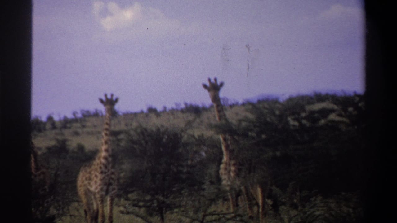 1969 Nigeria 8mm frame showing two giraffes beside dense brush on grassland, framed by dark film edges.